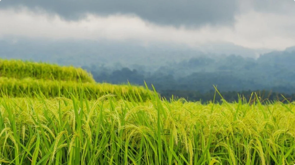 1kg Baburchi Chinigura Rice